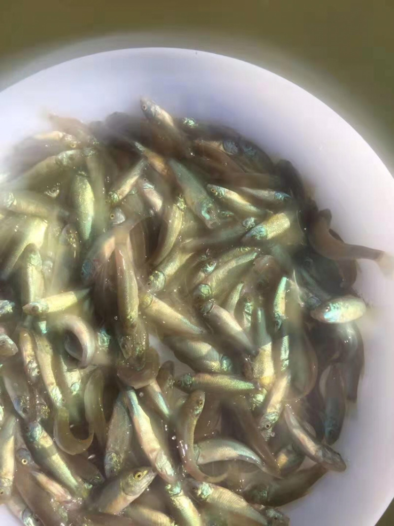丁桂鱼苗丁鱼岁+自孵水花（基地直供包路损）