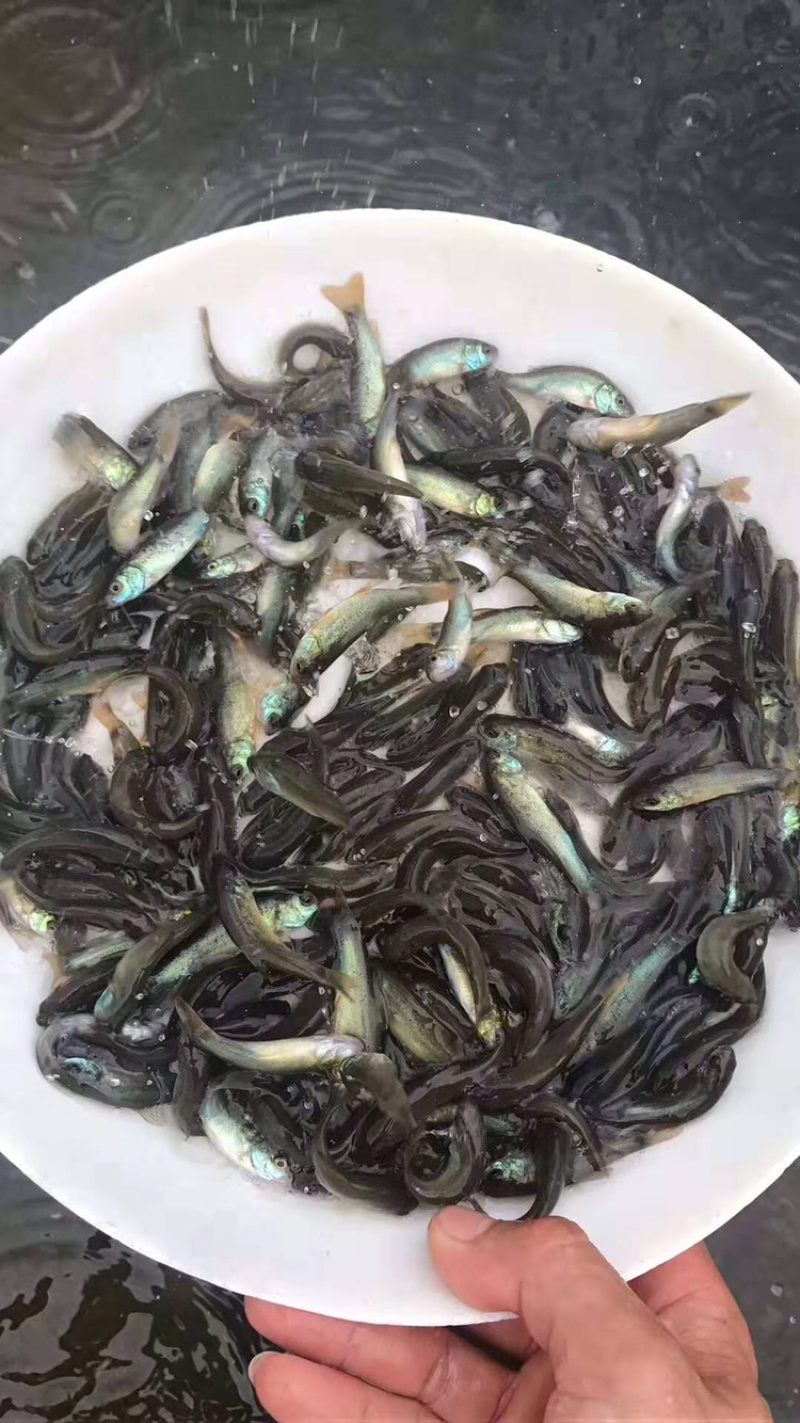 丁桂鱼苗丁鱼岁+自孵水花（基地直供包路损）