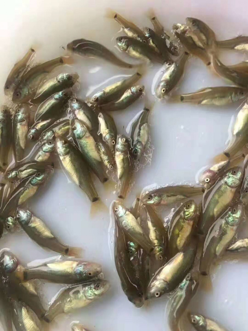 丁桂鱼苗丁鱼岁+自孵水花（基地直供包路损）