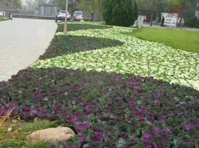 羽衣甘蓝冬季耐寒时令草花耐寒抗冻青州花卉花坛组摆