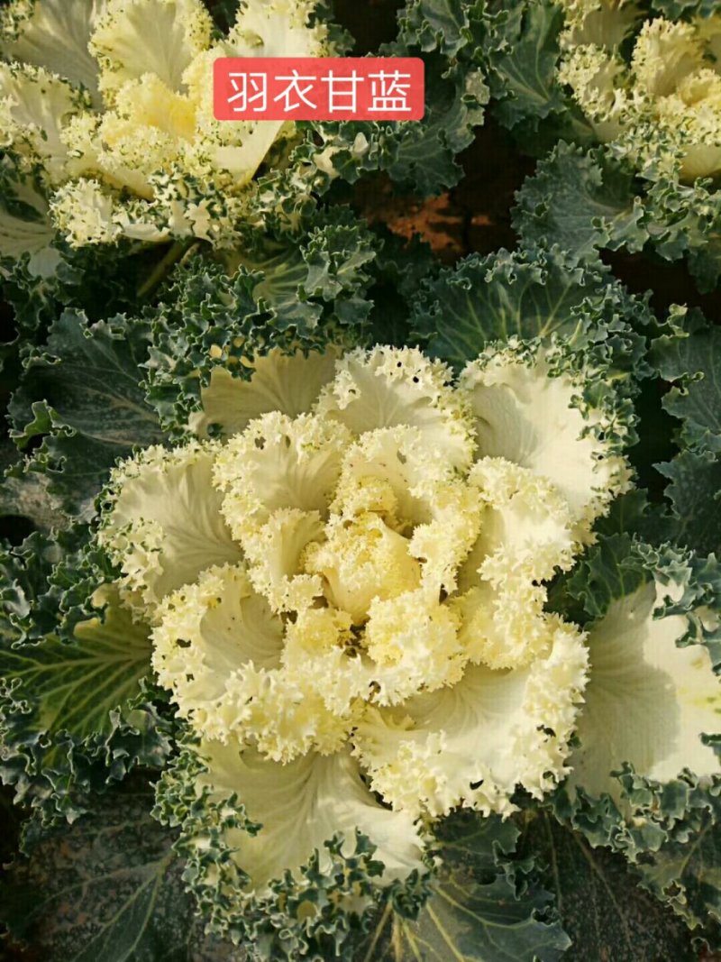 羽衣甘蓝冬季耐寒时令草花耐寒抗冻青州花卉花坛组摆