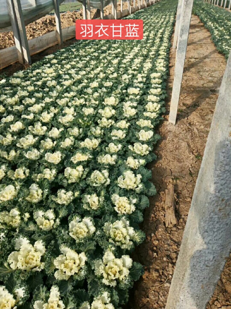羽衣甘蓝冬季耐寒时令草花耐寒抗冻青州花卉花坛组摆