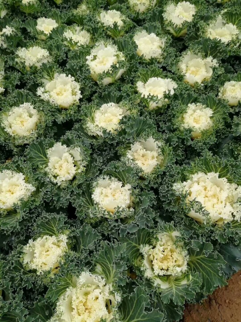 羽衣甘蓝冬季耐寒时令草花耐寒抗冻青州花卉花坛组摆