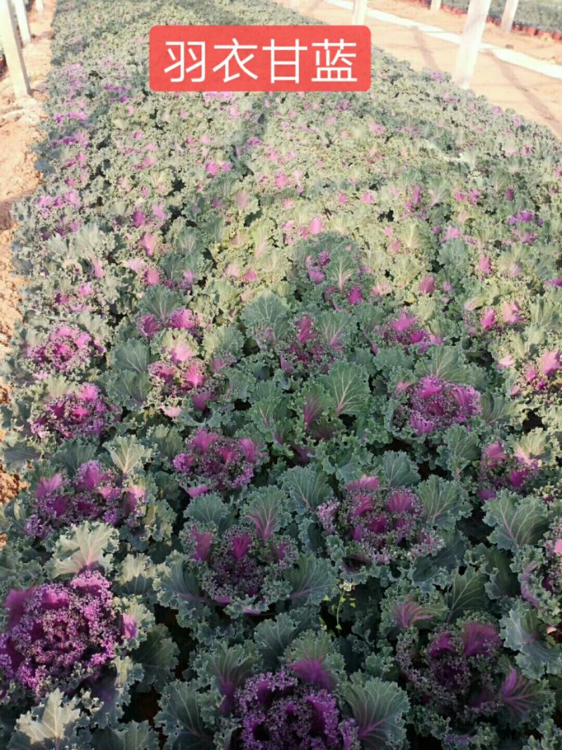 羽衣甘蓝冬季耐寒时令草花耐寒抗冻青州花卉花坛组摆