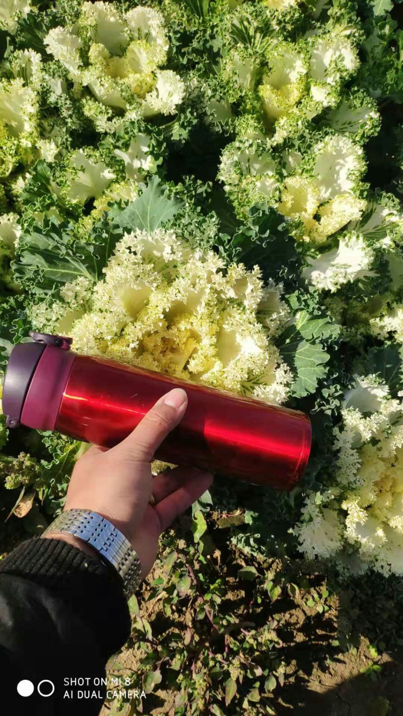 羽衣甘蓝冬季耐寒时令草花耐寒抗冻青州花卉花坛组摆