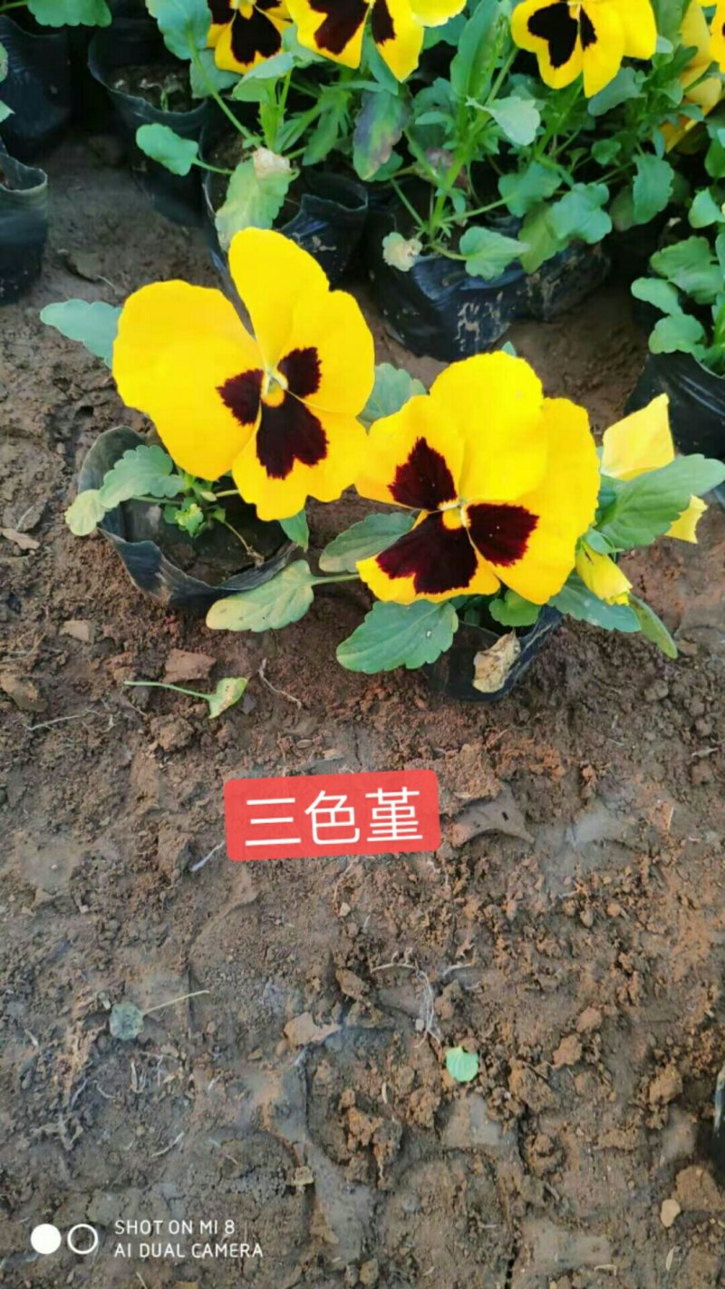 三色堇角瑾基地直销冬季草花组摆大量批发欢迎咨询