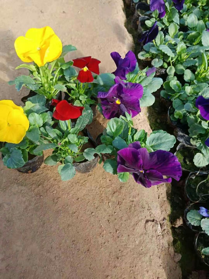 三色堇角瑾基地直销冬季草花组摆大量批发欢迎咨询