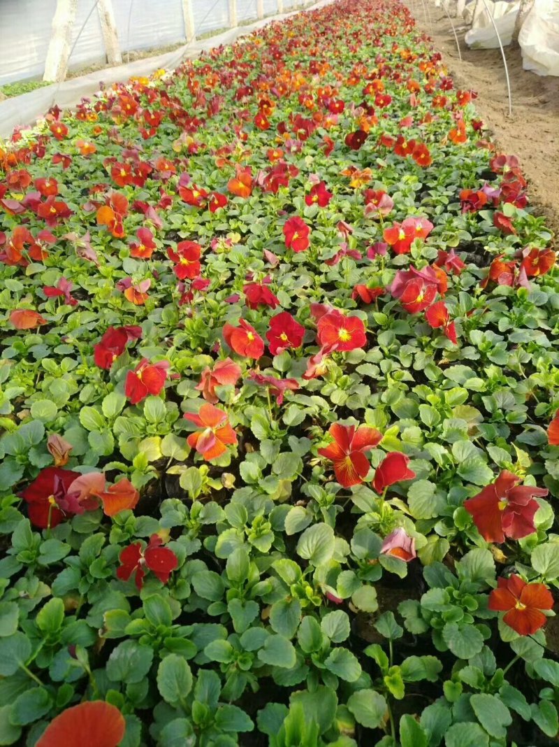 三色堇角瑾基地直销冬季草花组摆大量批发欢迎咨询