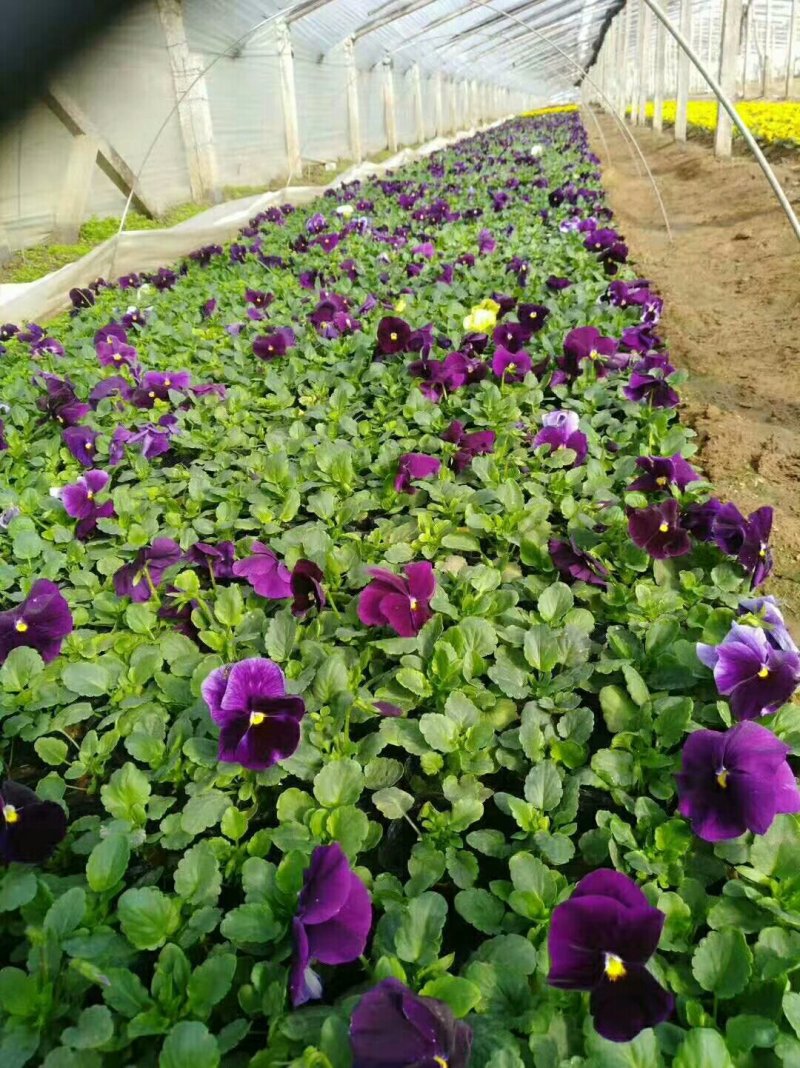 三色堇角瑾基地直销冬季草花组摆大量批发欢迎咨询