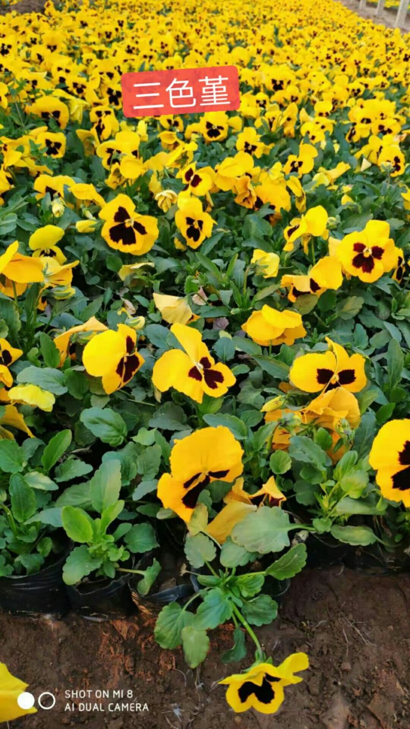 三色堇角瑾基地直销冬季草花组摆大量批发欢迎咨询
