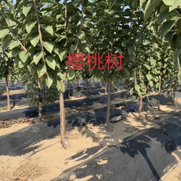 樱桃树美早俄罗斯八号红灯砂蜜豆黑珍珠早大果布鲁克斯