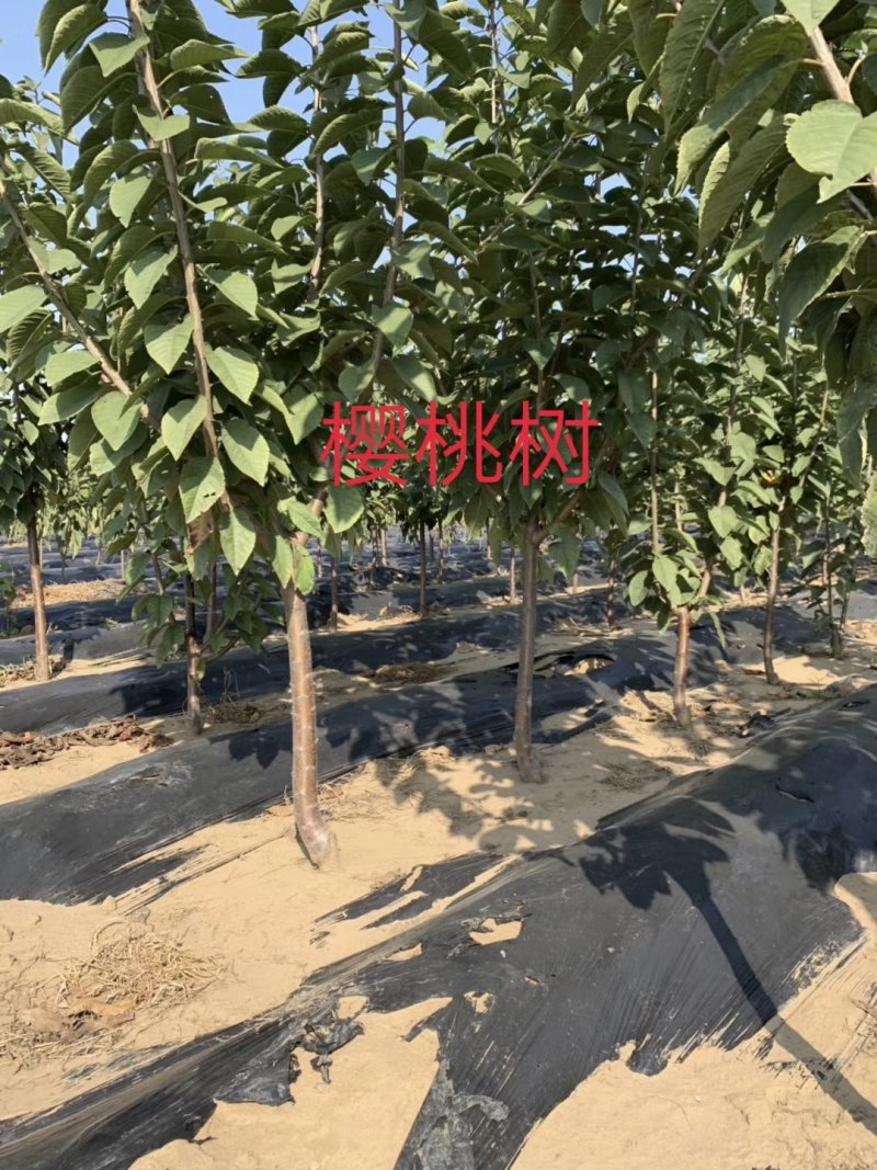 樱桃树美早俄罗斯八号红灯砂蜜豆黑珍珠早大果布鲁克斯