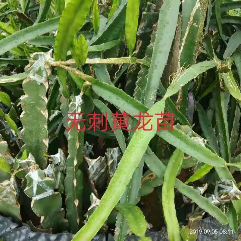 火龙果苗红肉白肉火龙果苗软枝大红桂红龙果苗出根黄龙果包邮