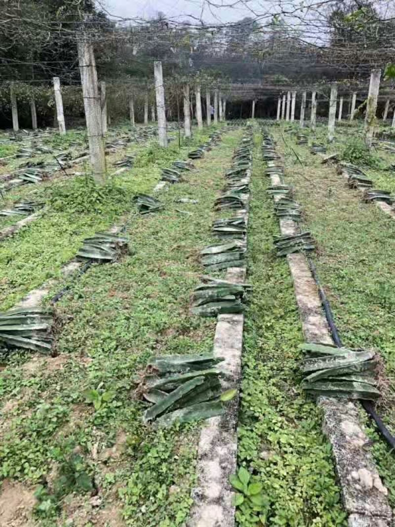 火龙果苗红肉白肉火龙果苗软枝大红桂红龙果苗出根黄龙果包邮
