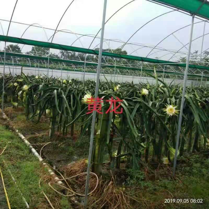火龙果苗红肉白肉火龙果苗软枝大红桂红龙果苗出根黄龙果包邮