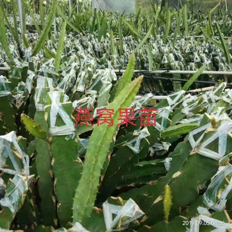 火龙果苗红肉白肉火龙果苗软枝大红桂红龙果苗出根黄龙果包邮