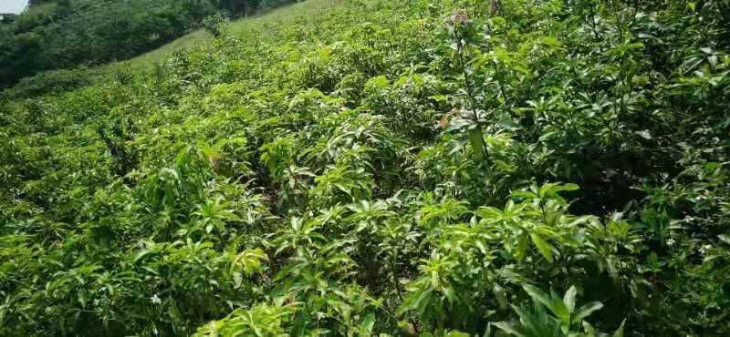 芒果苗桂七芒四季芒金皇芒台农果苗包品种包邮