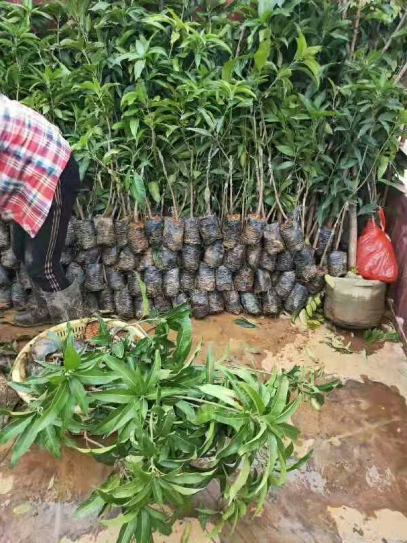 芒果苗桂七芒四季芒金皇芒台农果苗包品种包邮