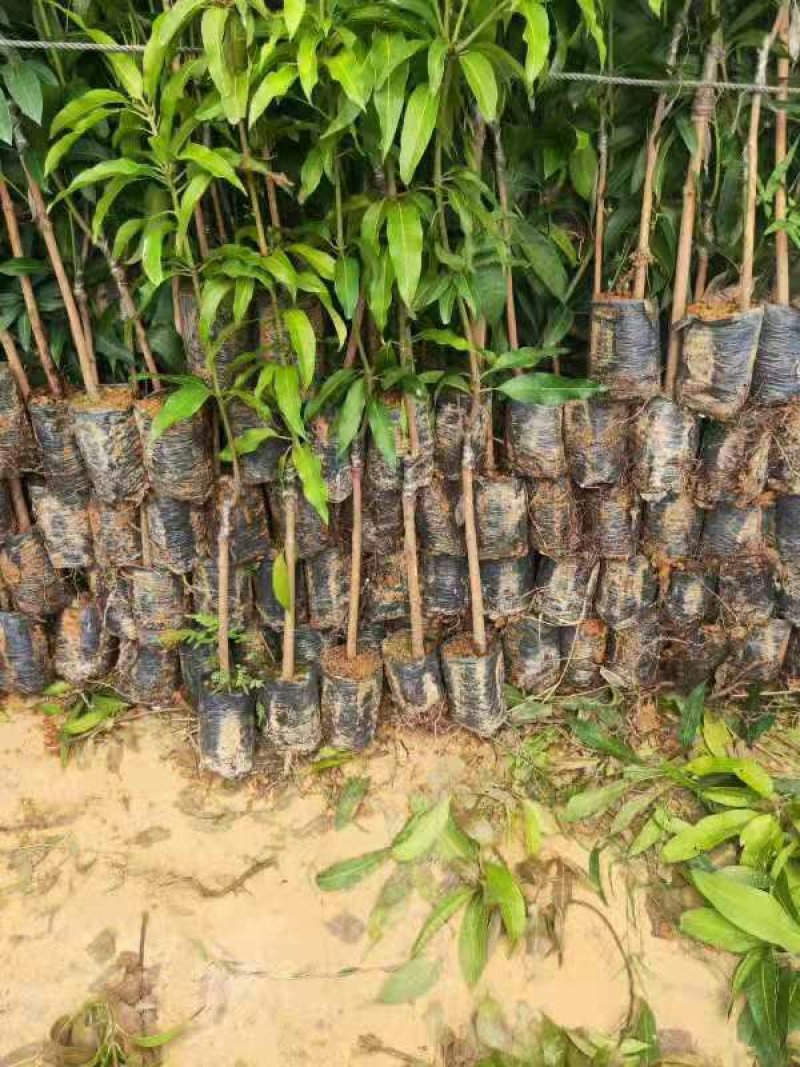 芒果苗桂七芒四季芒金皇芒台农果苗包品种包邮