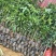 芒果苗桂七芒四季芒金皇芒台农果苗包品种包邮