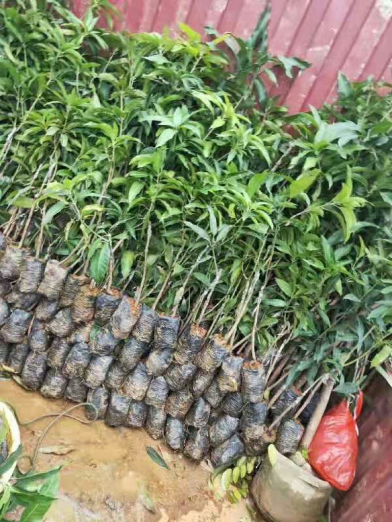 芒果苗桂七芒四季芒金皇芒台农果苗包品种包邮