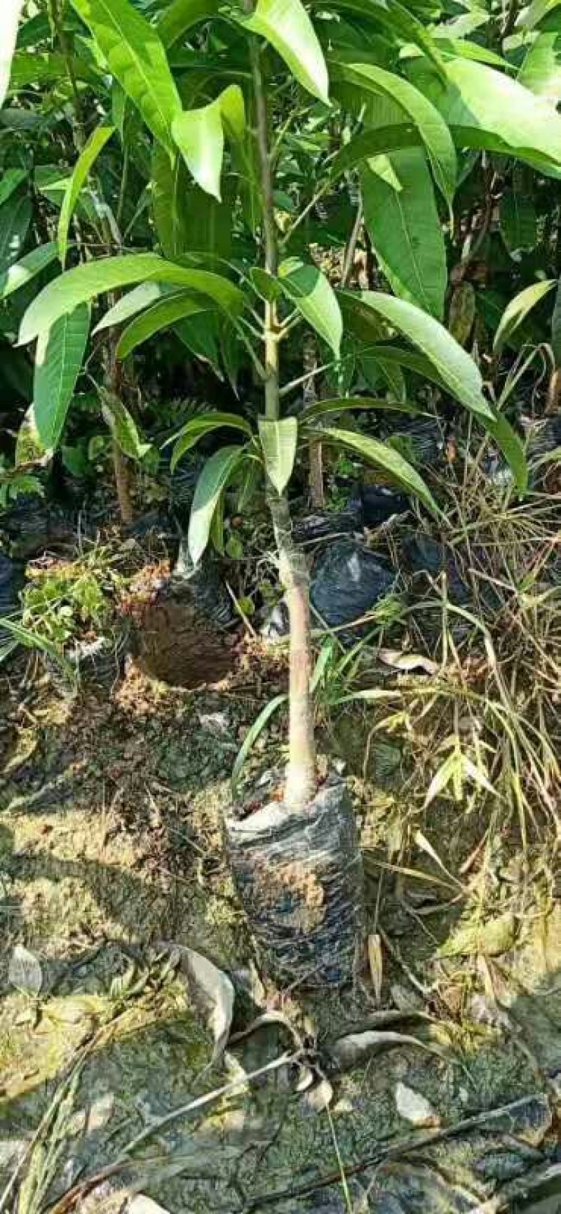 芒果苗桂七芒四季芒金皇芒台农果苗包品种包邮