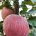[推荐，]红富士苹果苗。红肉苹果苗等基地直供，