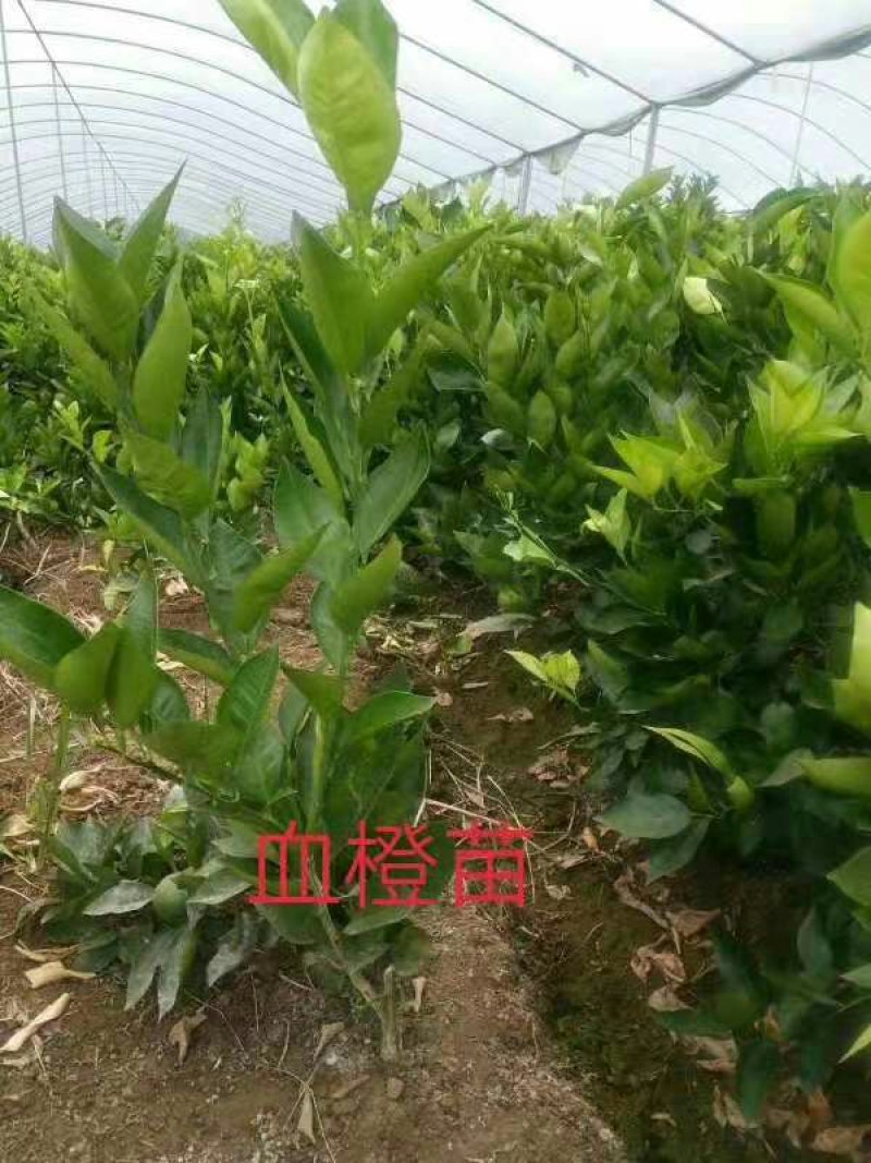 柑橘苗皇帝柑苗血橙苗脐橙苗红光橙苗沃柑苗果苗包邮