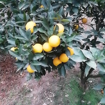 迷香橙（甜橙）