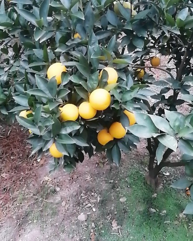 迷香橙（甜橙）