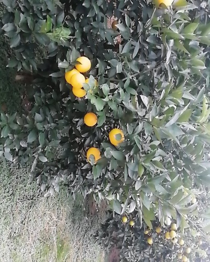迷香橙（甜橙）