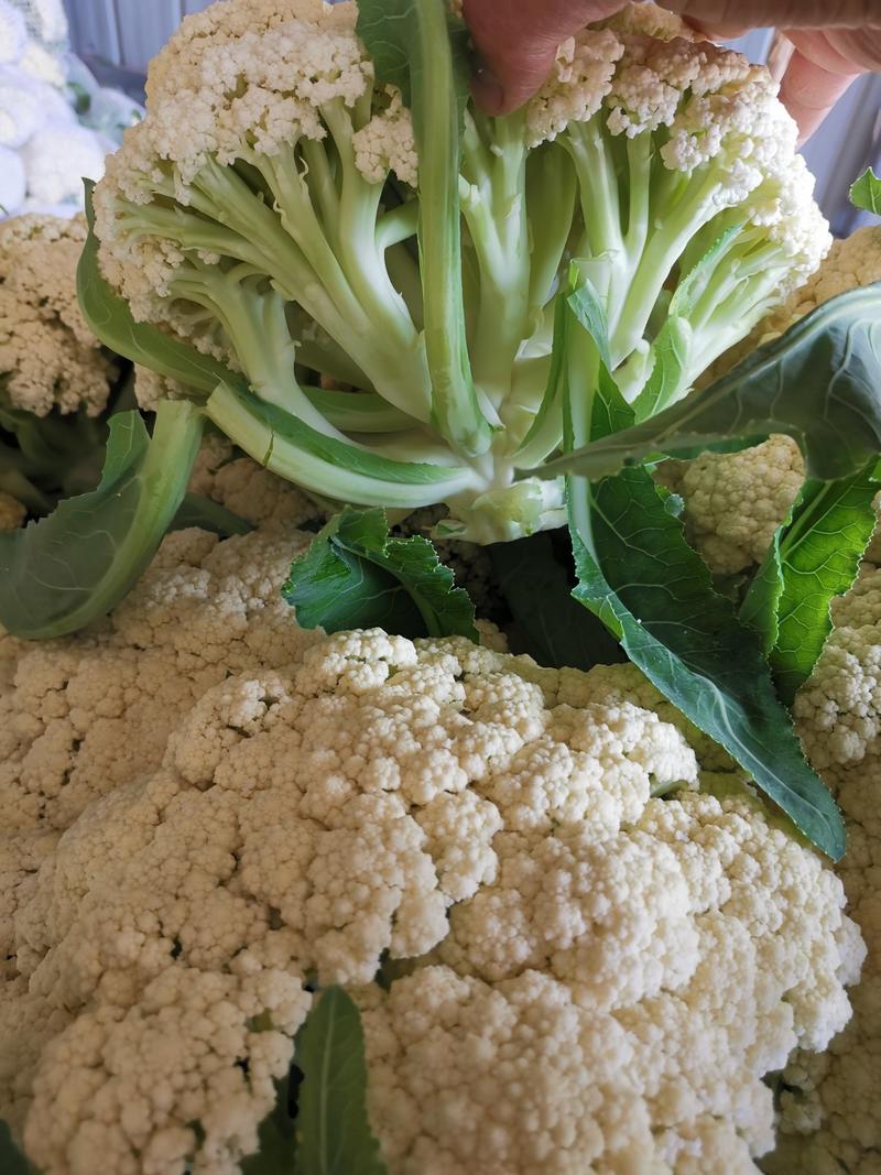 小米粒白面青埂松花菜质量保证适应大中小市场