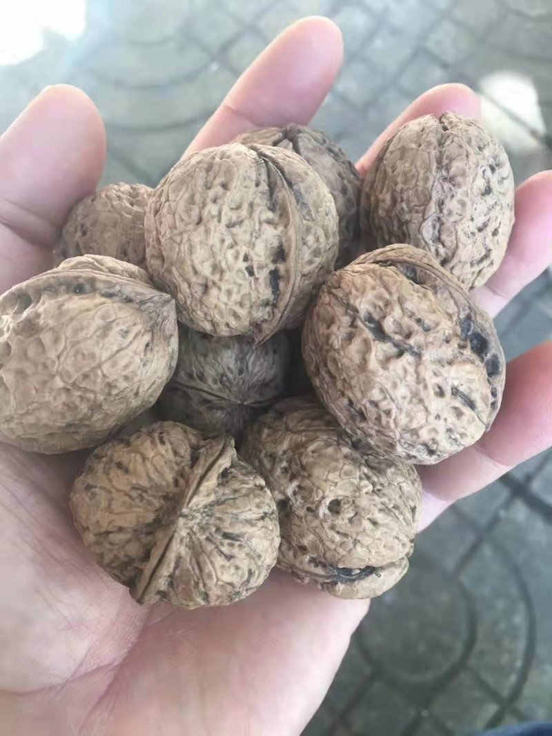 薄皮核桃