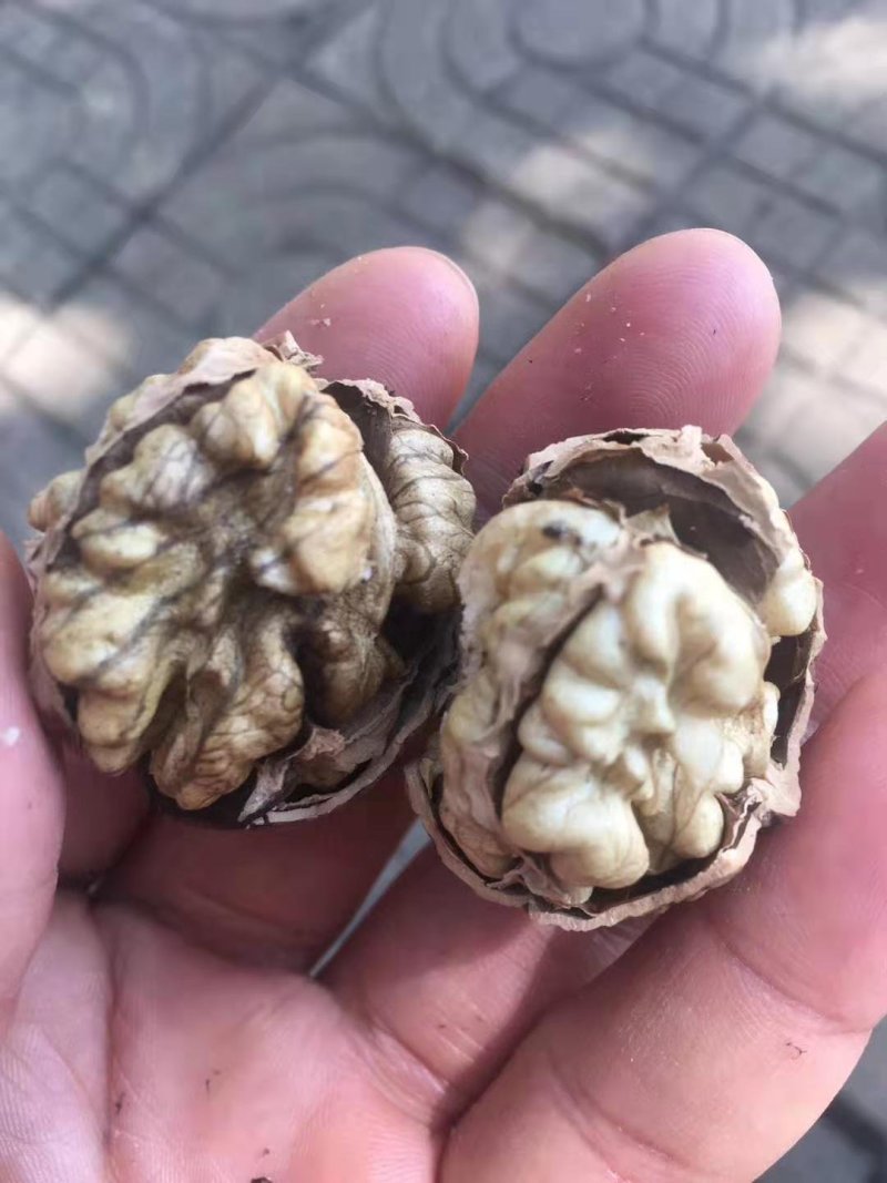 薄皮核桃