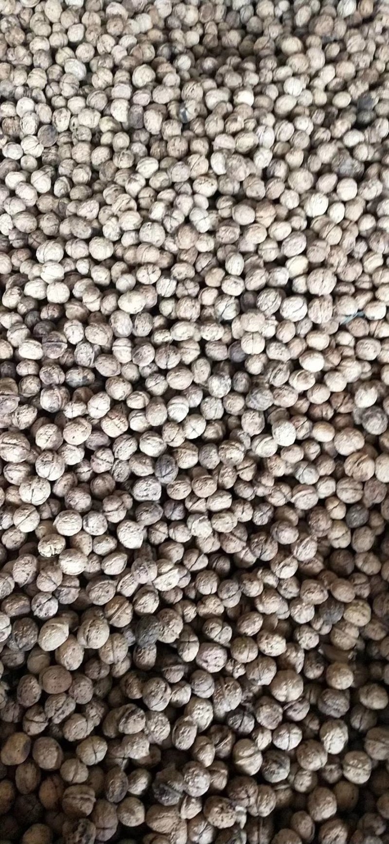 薄皮核桃
