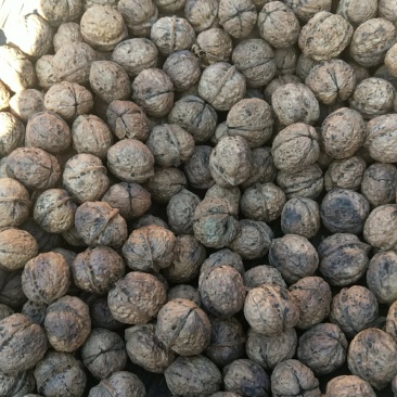 薄皮核桃