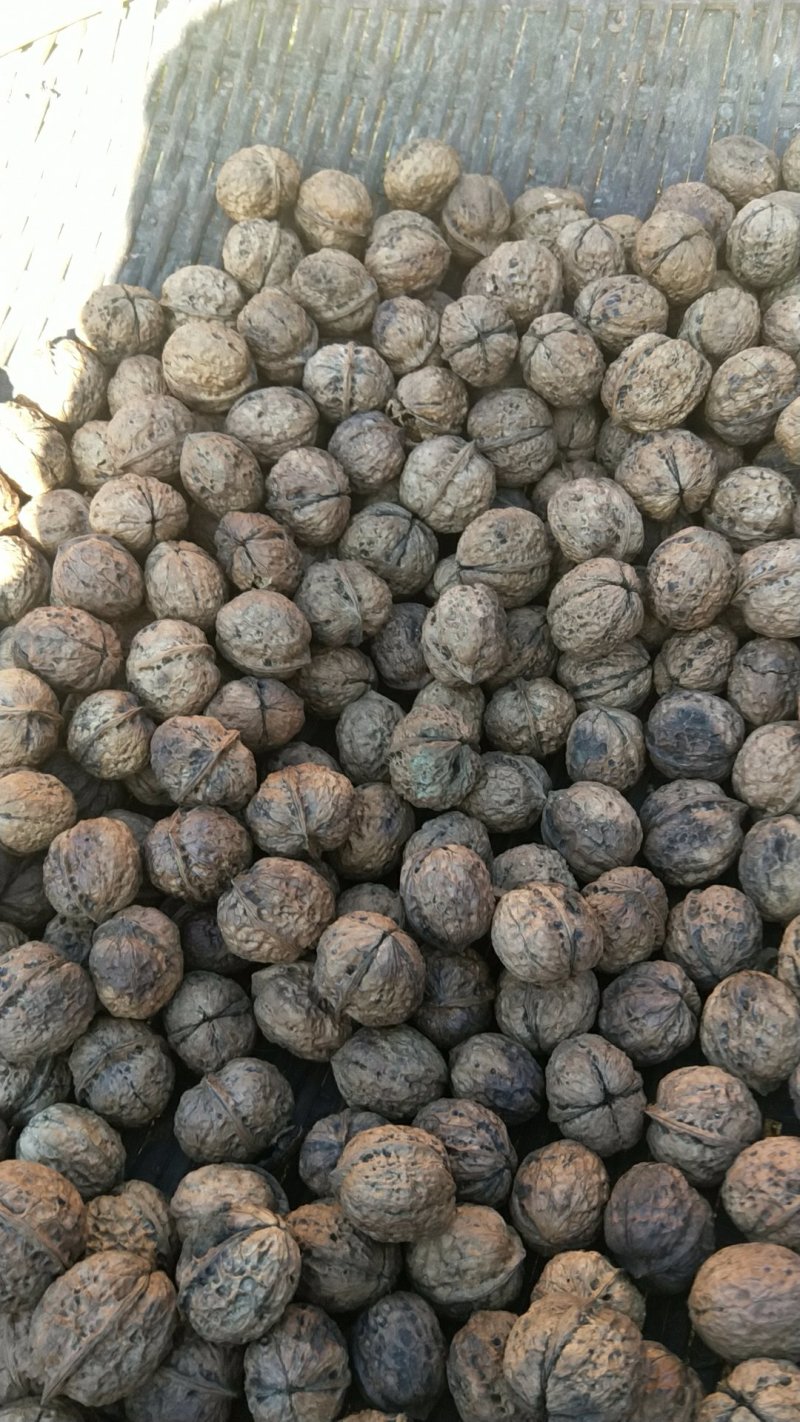 薄皮核桃