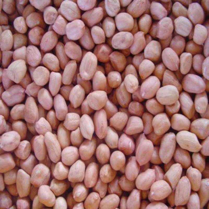 小白沙花生米大量供应批发产地直销产地直销