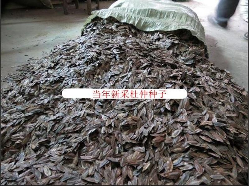 杜仲种子2025年秋纯新采收发芽率95%以上提供技术