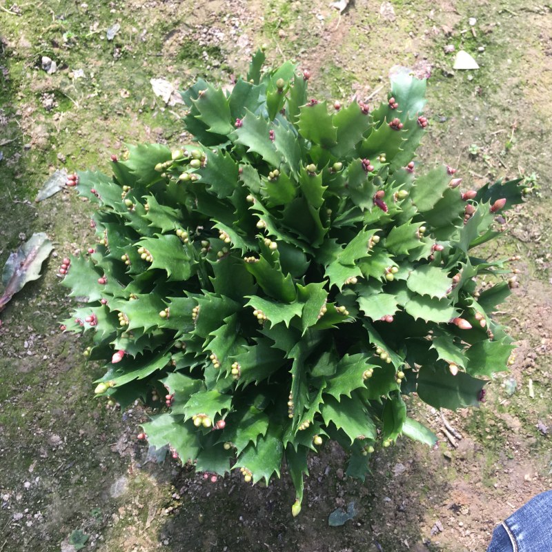 蟹爪兰双拼色产地大量现货上市共应中一件起批
