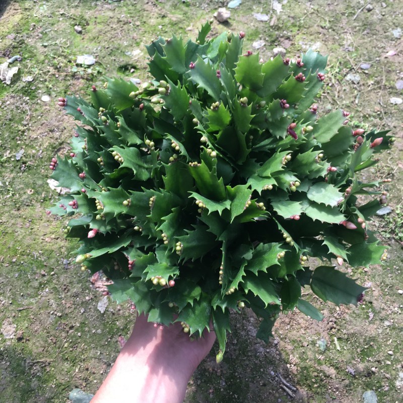 蟹爪兰双拼色产地大量现货上市共应中一件起批