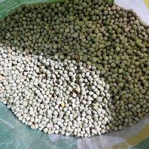 清堂家庭农场，出售豌豆种，收购豌豆角，豌豆子。