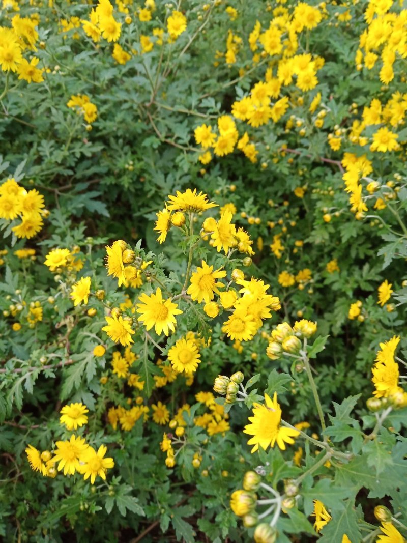 野菊花(纯野生)求收购商