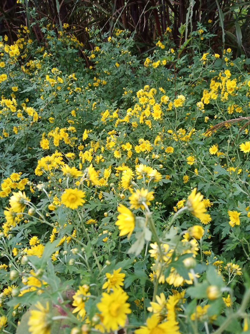 野菊花(纯野生)求收购商