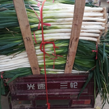 山东省济宁泗水县优质长白大葱，大量上市，万亩产地