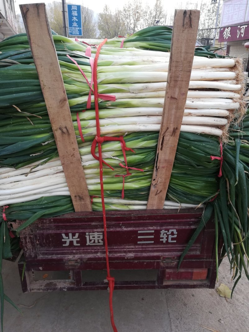 山东省济宁泗水县优质长白大葱，大量上市，万亩产地