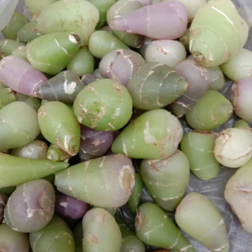 毛慈菇