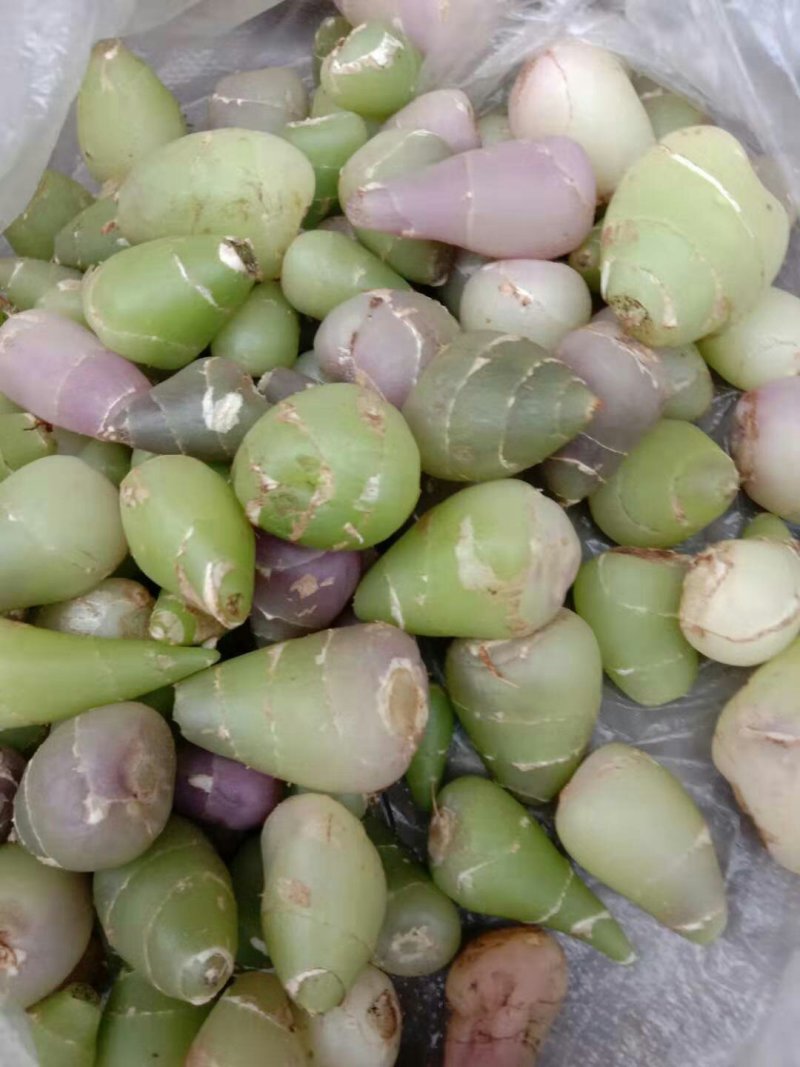 毛慈菇