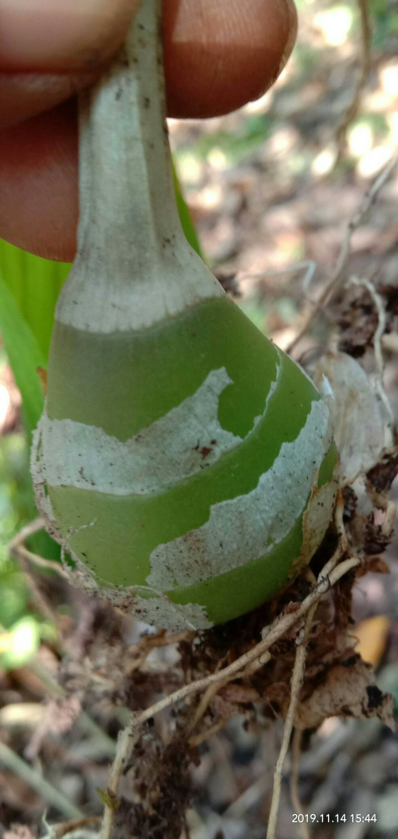 毛慈菇