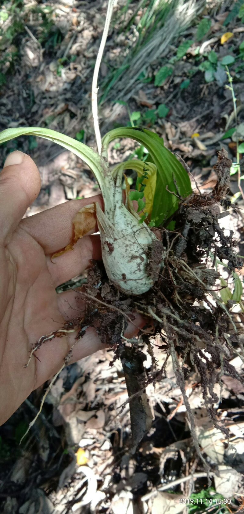 毛慈菇